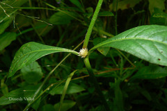 Alternanthera ficoidea